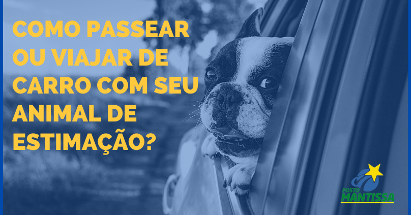 Como Passear Ou Viajar De Carro Com Seu Animal De Estimação